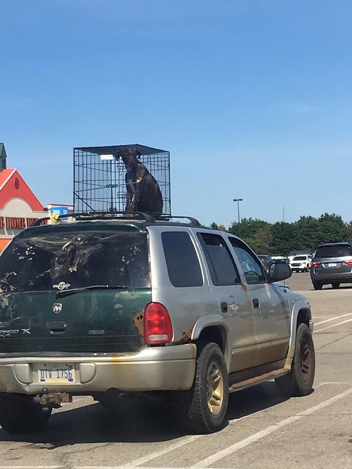 dog-in-cage-0486e115-ac97-4a7a-b66e-4da5191332a4.jpg