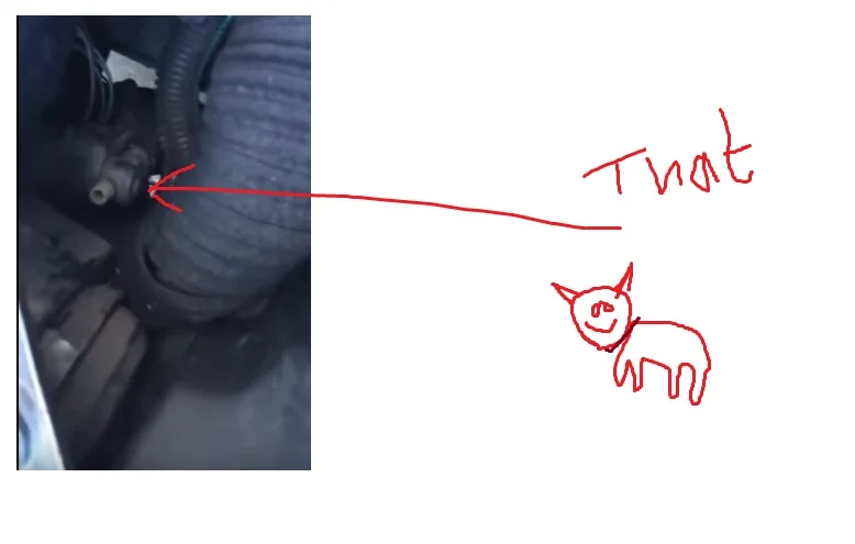 dog.webp