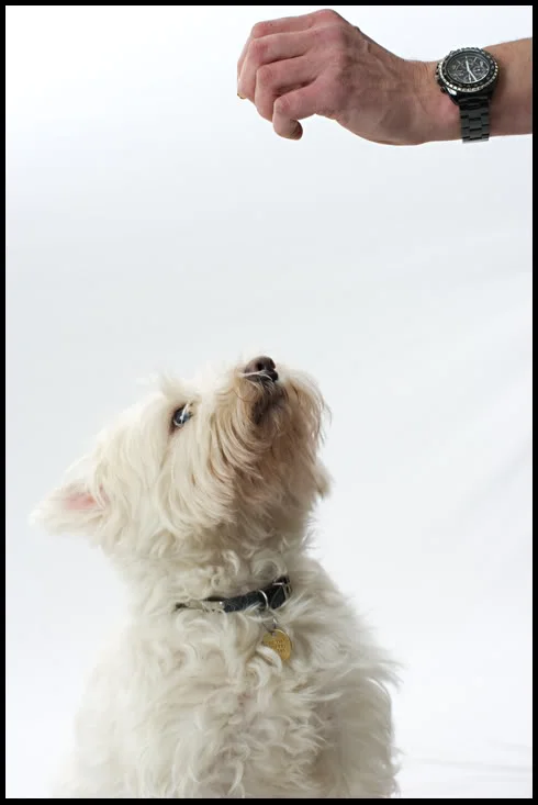 dog.webp