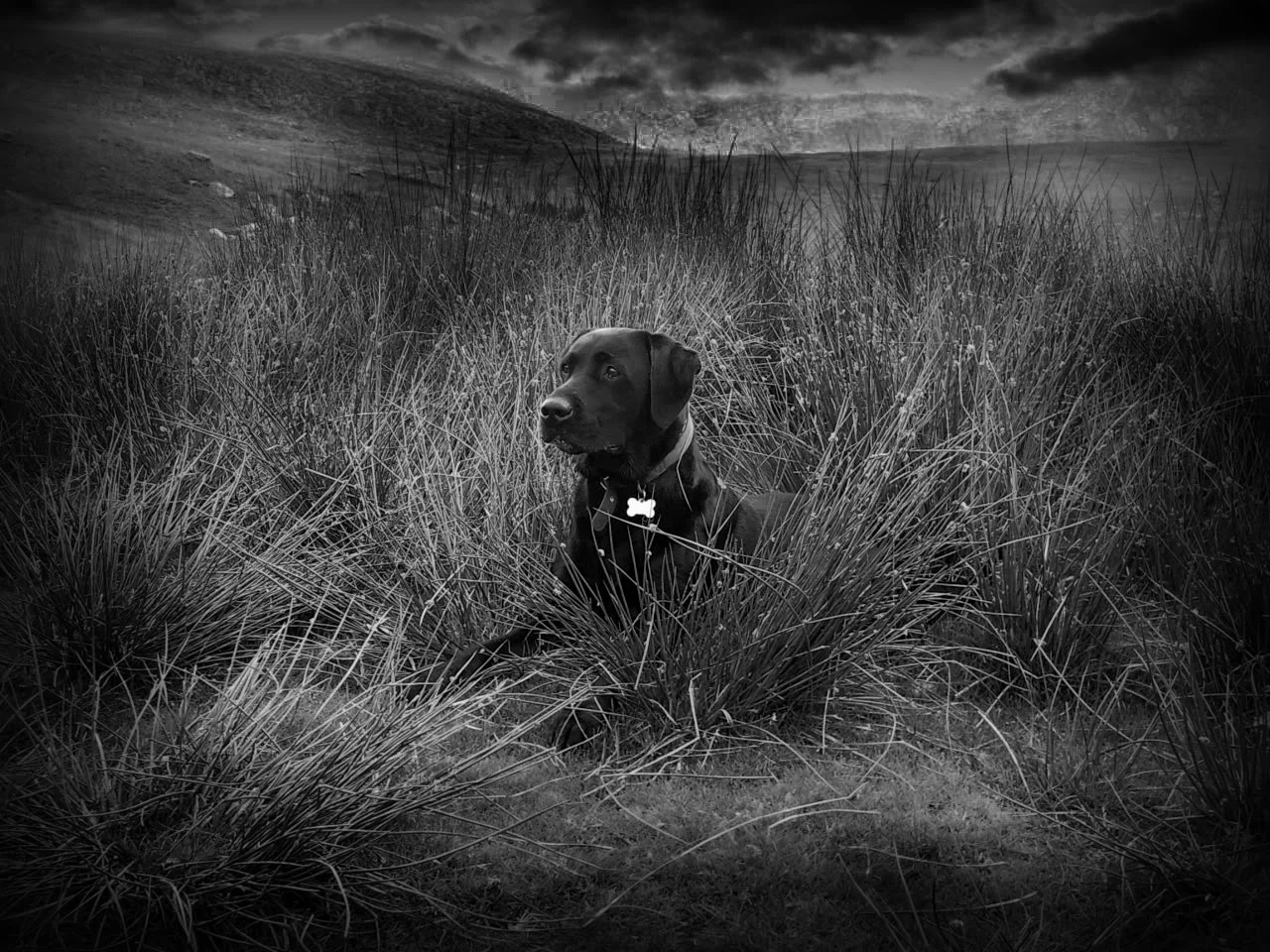dog.webp