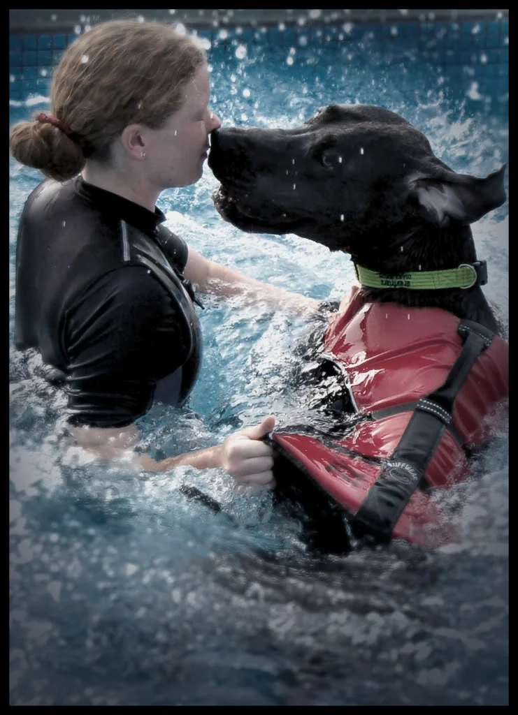 Dog.webp