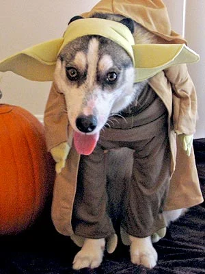 dog_yoda.webp
