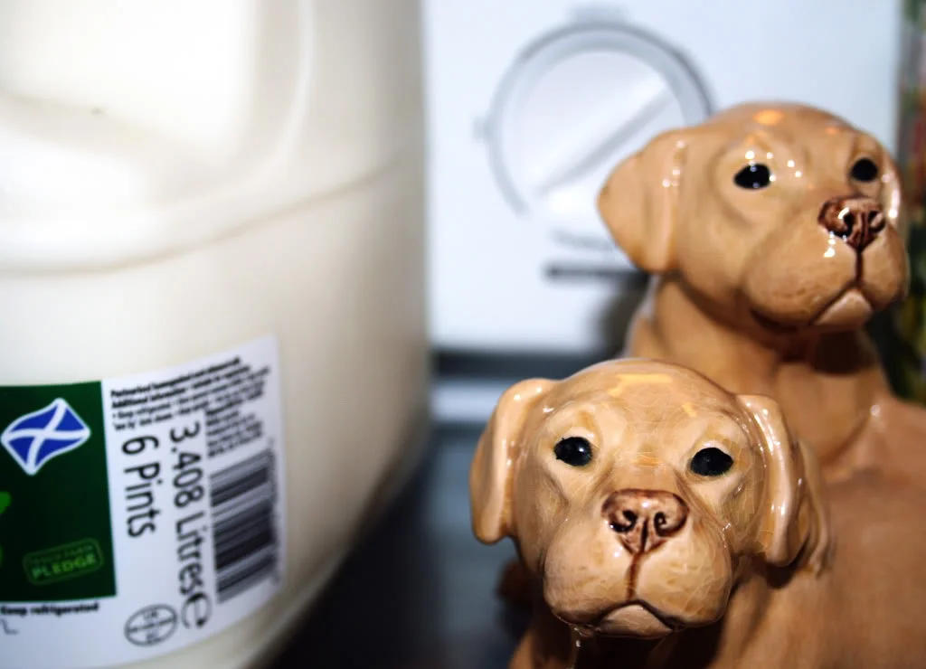 dogfridge2.webp