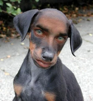 DogPerson.webp