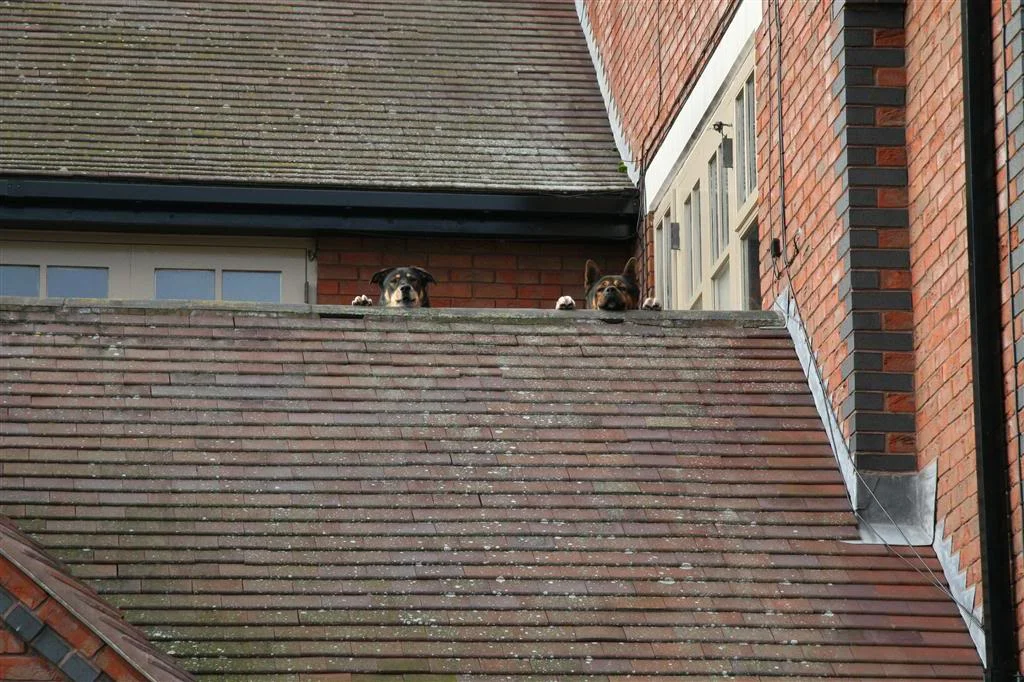 Dogs.webp