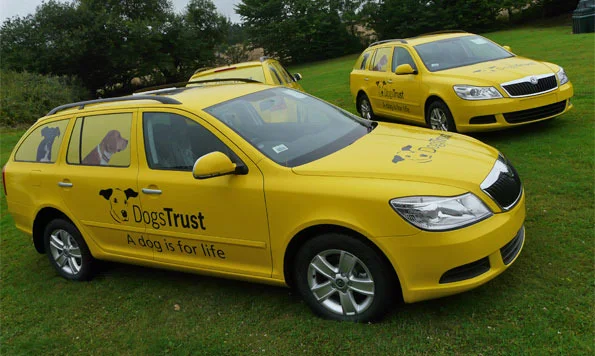 dogstrust_news_zpsqkiyh3tj.webp