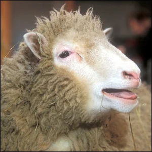 dolly-the-sheep.webp