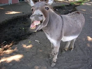 donkey-2-300x225.webp