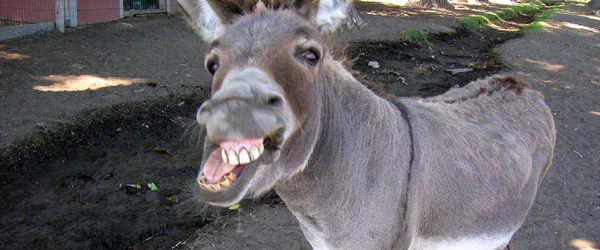 donkey2.webp