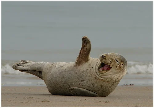 drunk-seal.webp