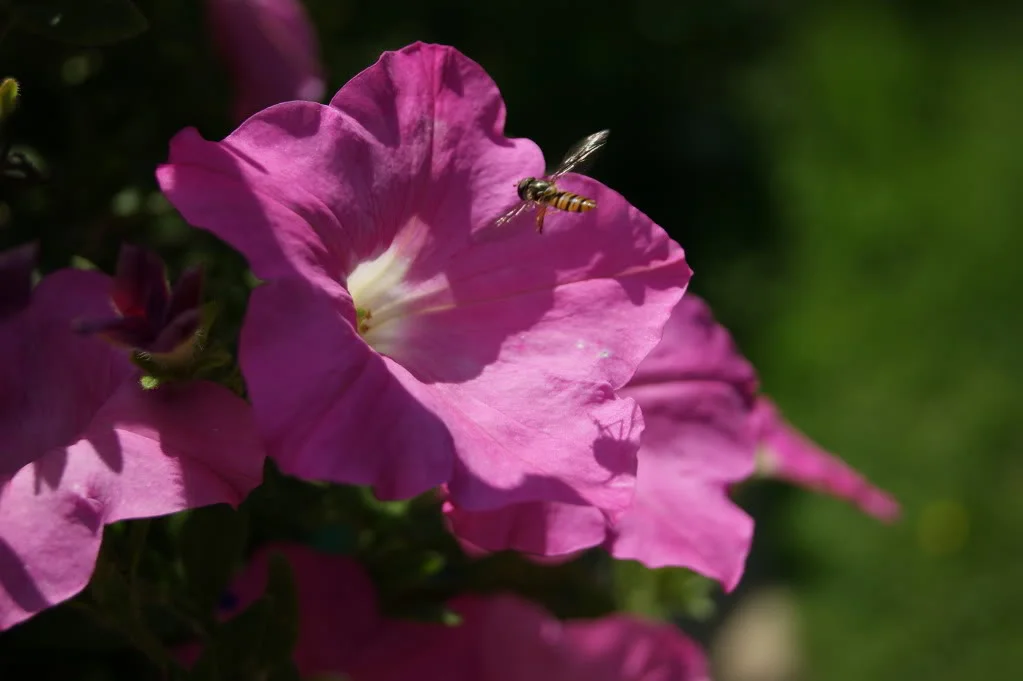 DSC00018.webp