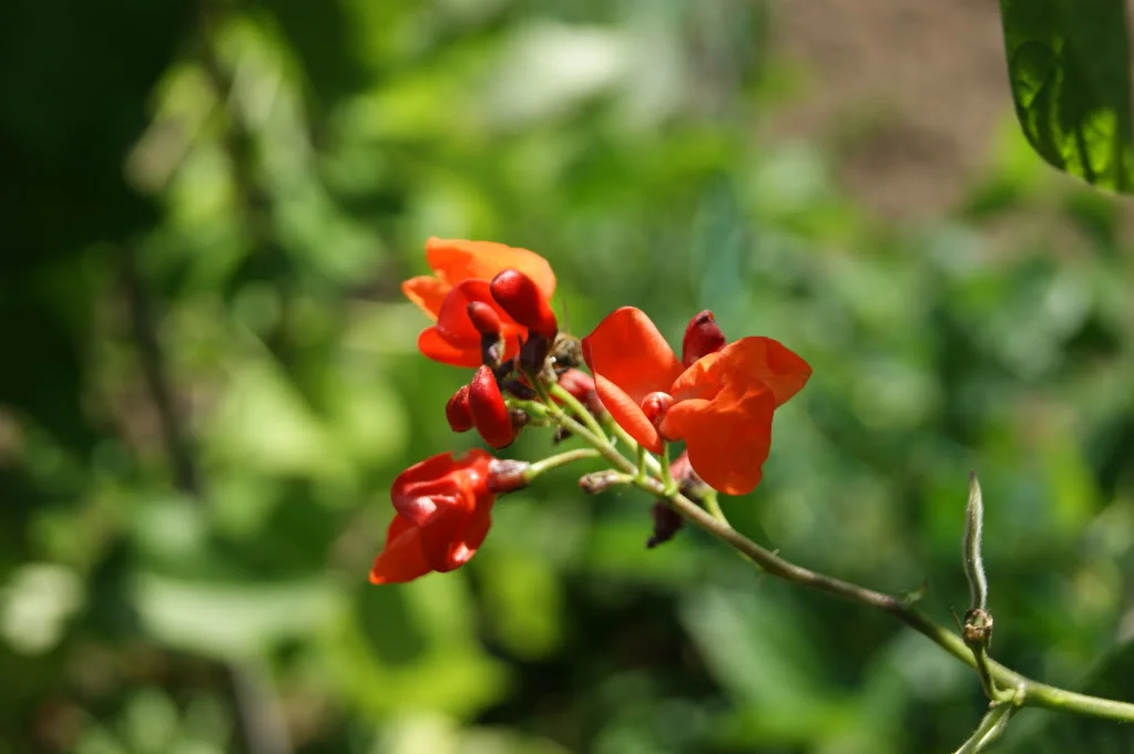 DSC00026.webp