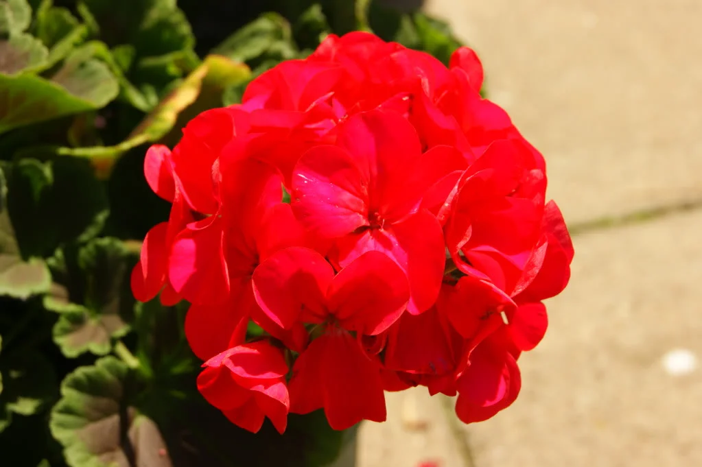 DSC00029.webp
