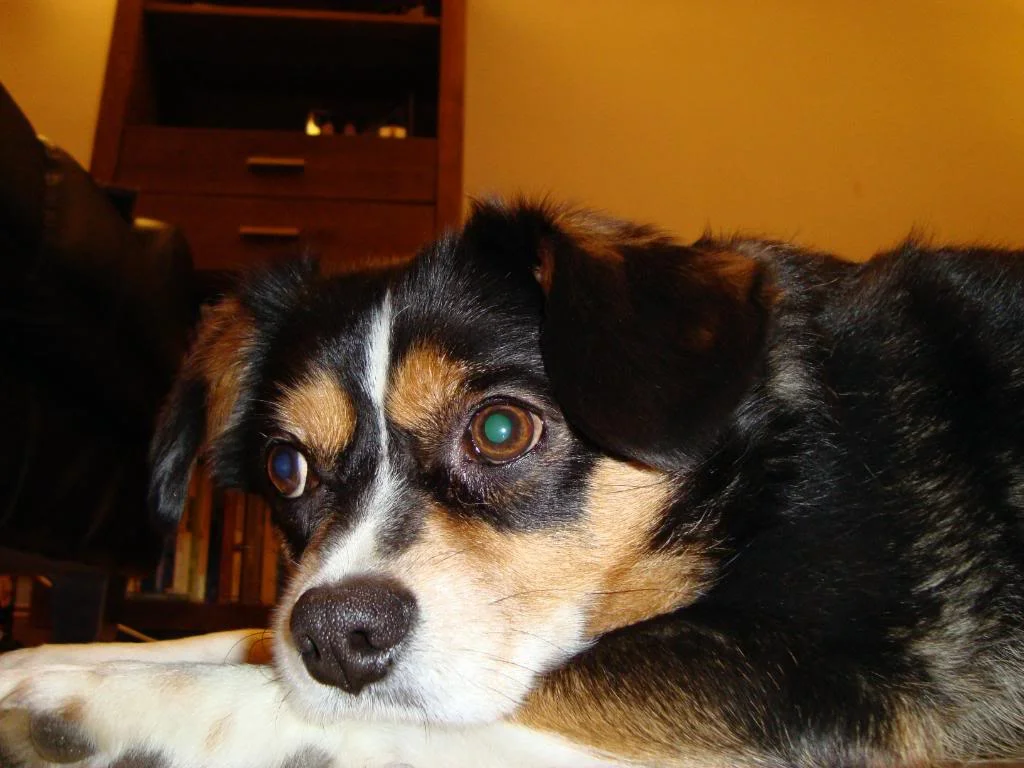 DSC00036.webp