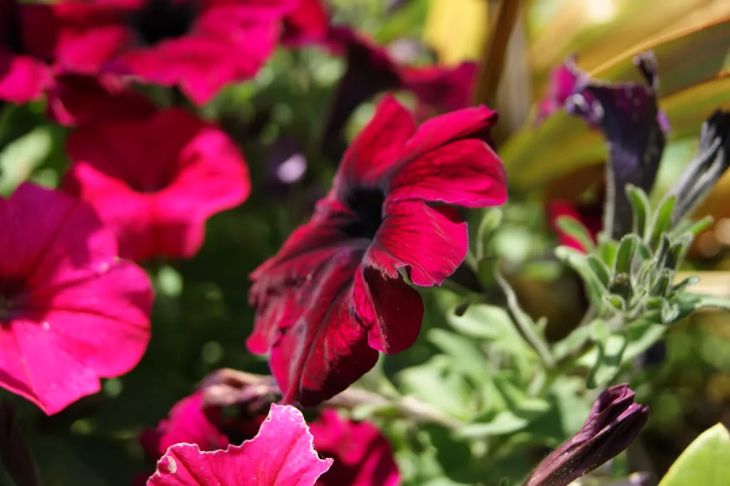 DSC00038.webp