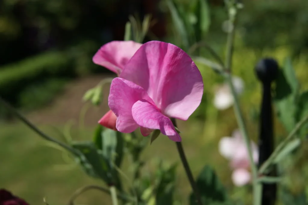 DSC00039.webp