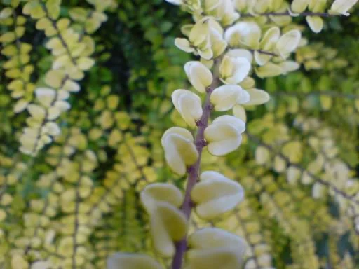 DSC00056.webp
