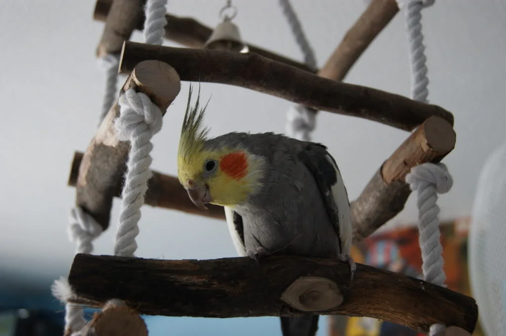 DSC00069.webp