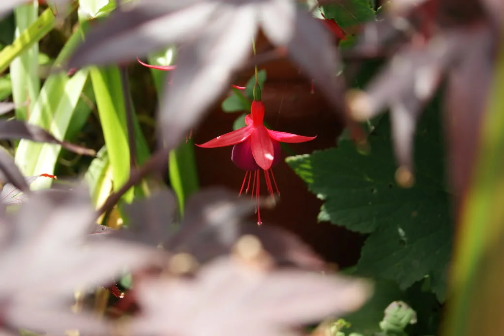 DSC00093.webp