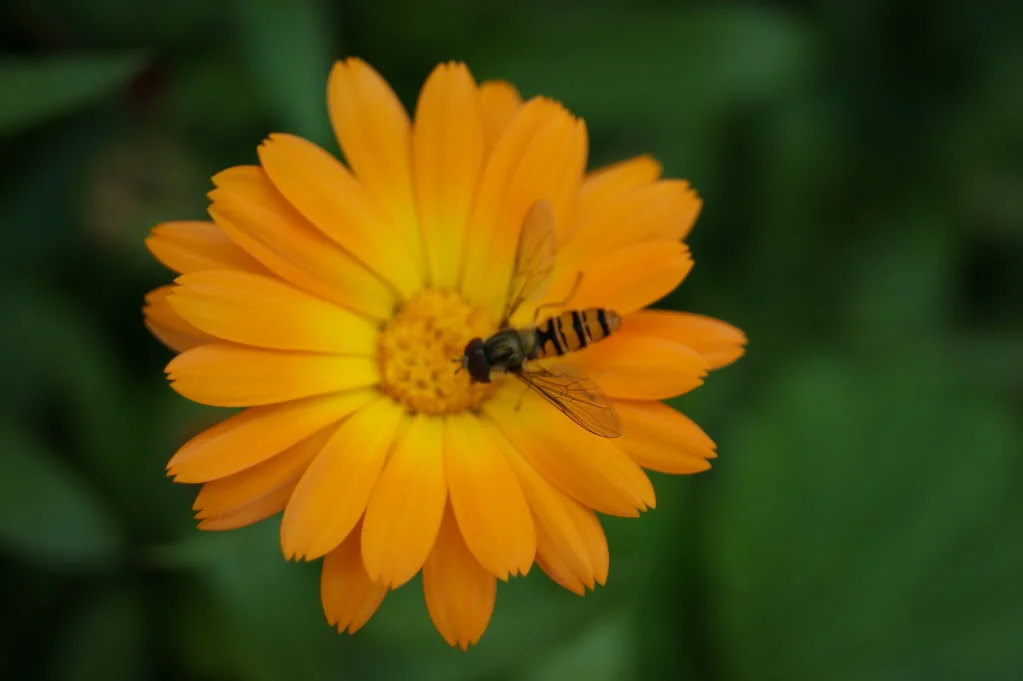 DSC00105.webp