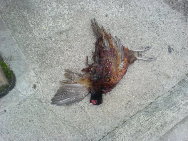 DSC00130.webp