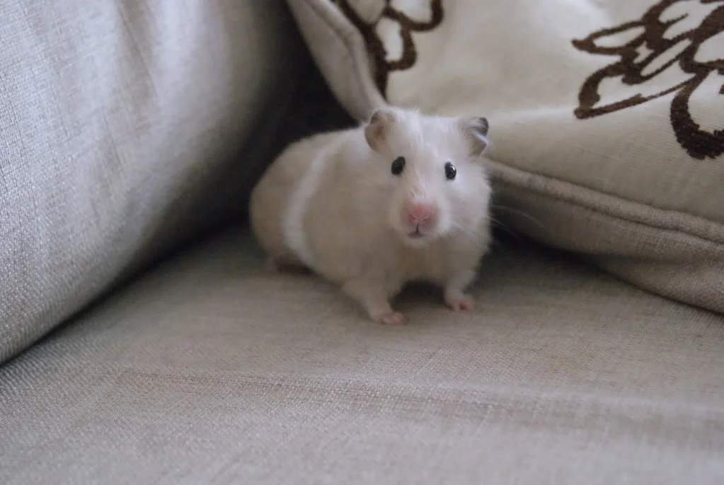 DSC00150.webp