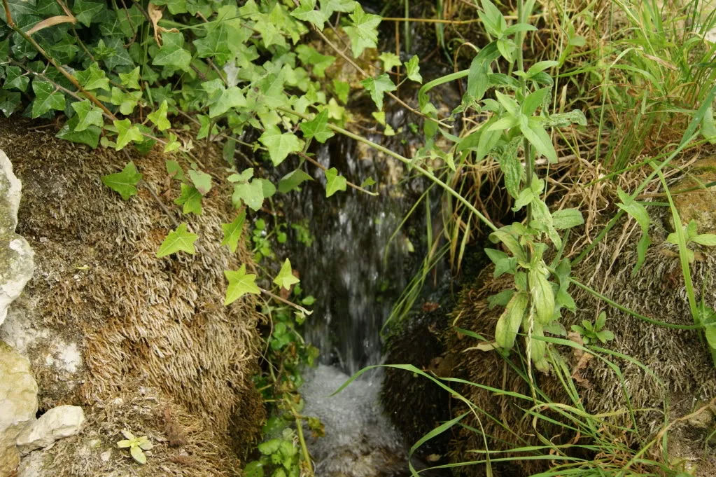 DSC00160.webp