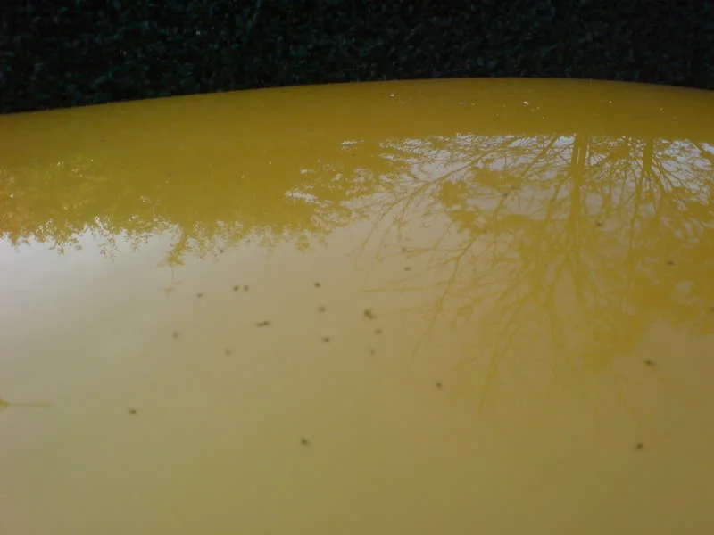 DSC00220.webp