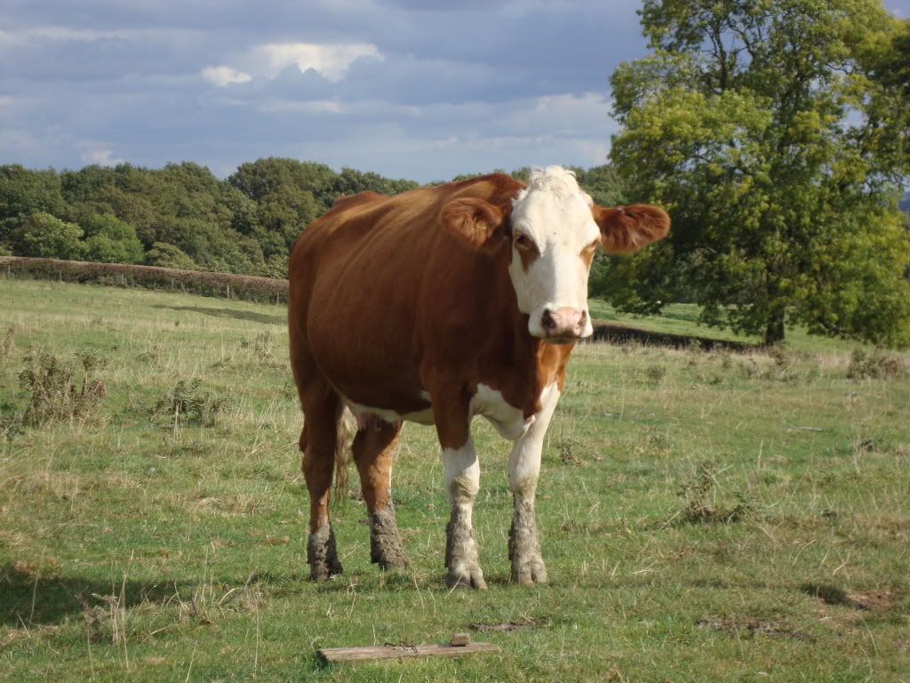 DSC00237.jpg DSC00237.jpg