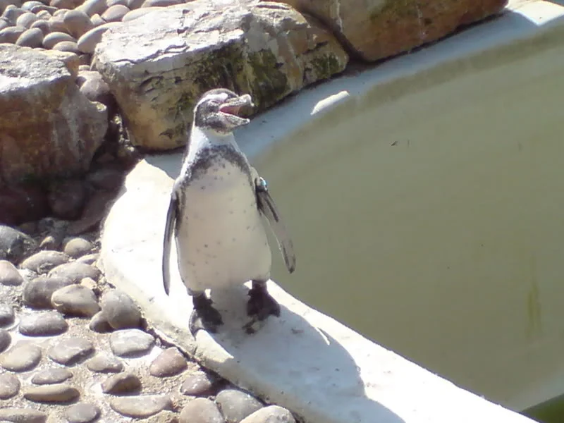 DSC00242.webp