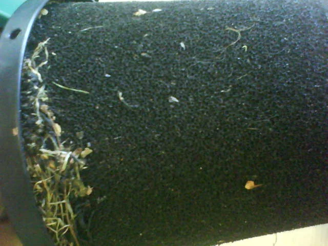 DSC00252.webp