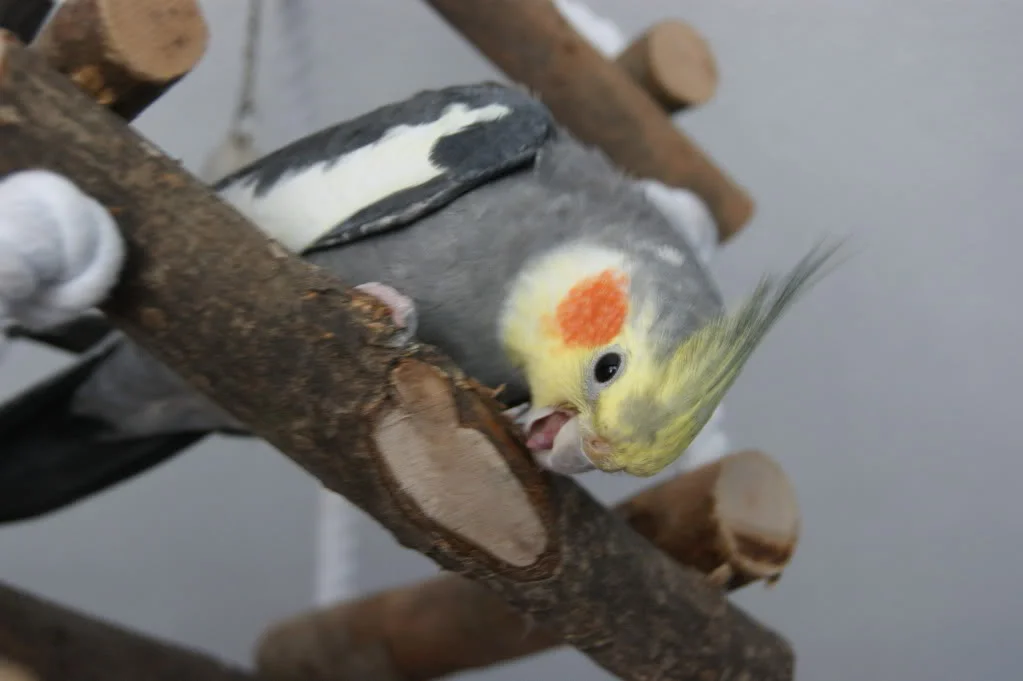 DSC00256.webp
