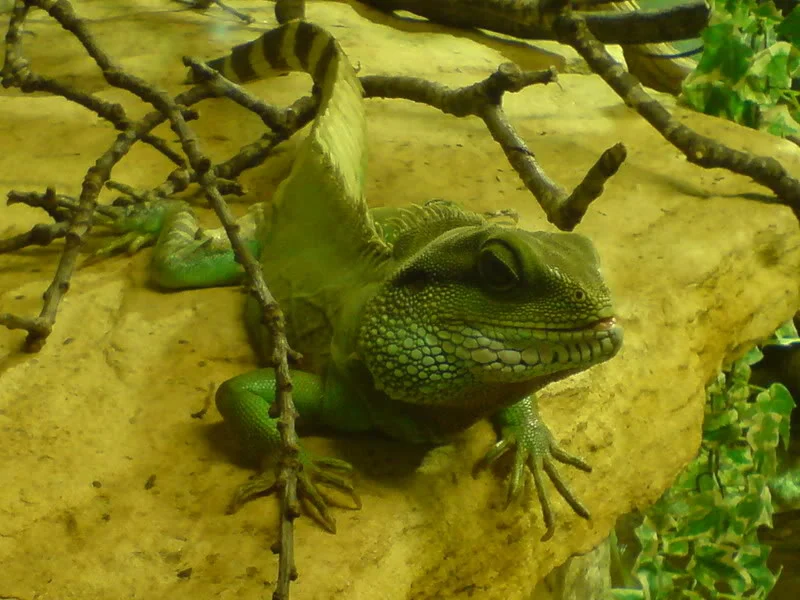 DSC00273.webp