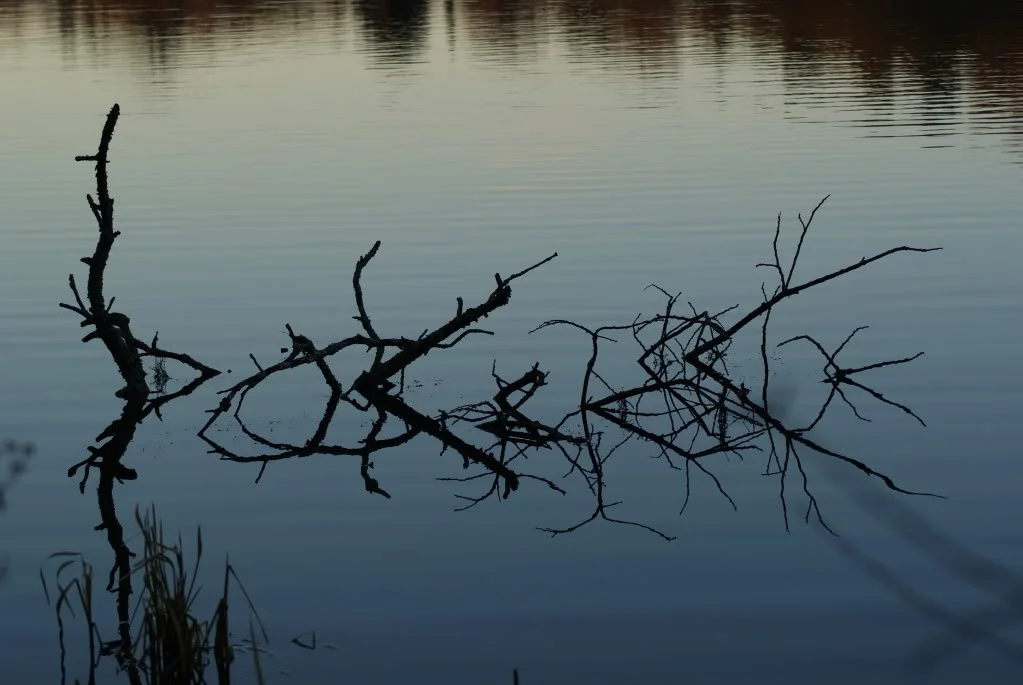 DSC00432.webp