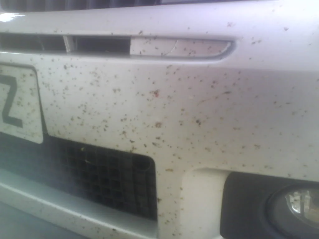 DSC00452.webp
