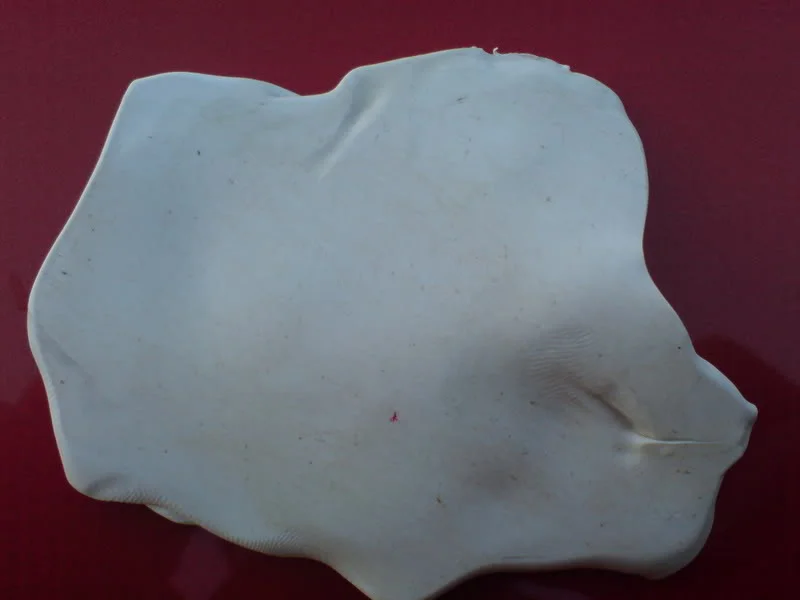 DSC00499.webp