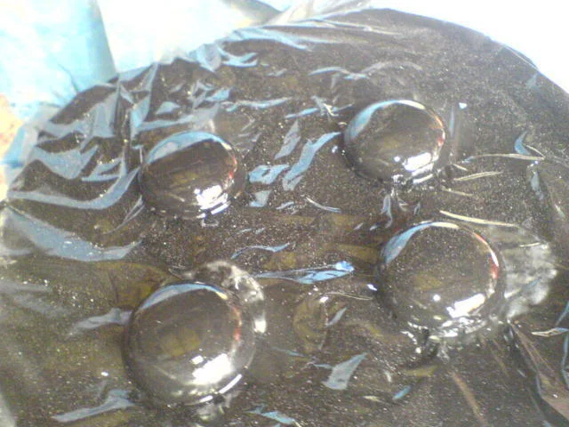 DSC00709.webp