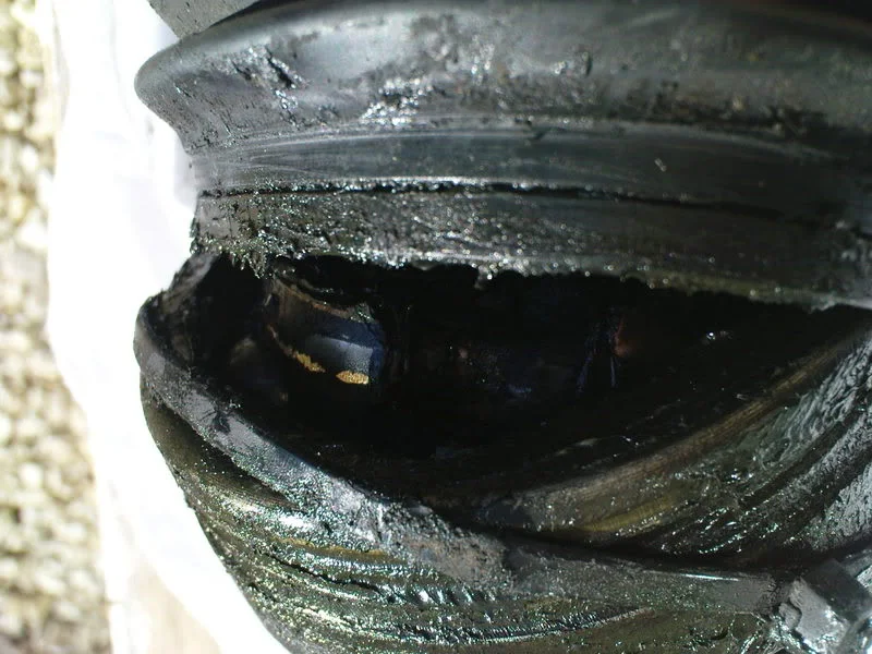 DSC00934.webp