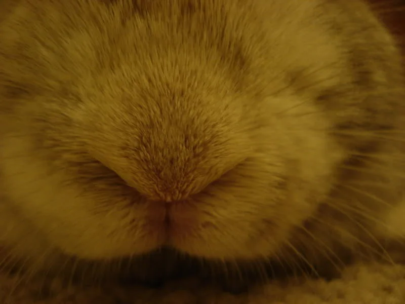 DSC00957.webp