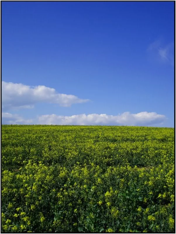 DSC0114h7.webp