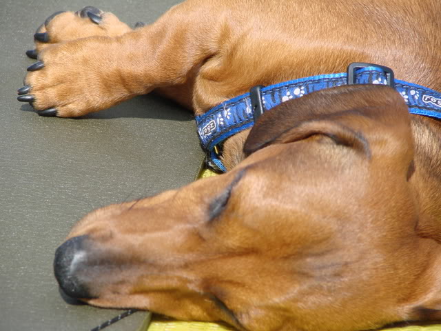 DSC02420.jpg