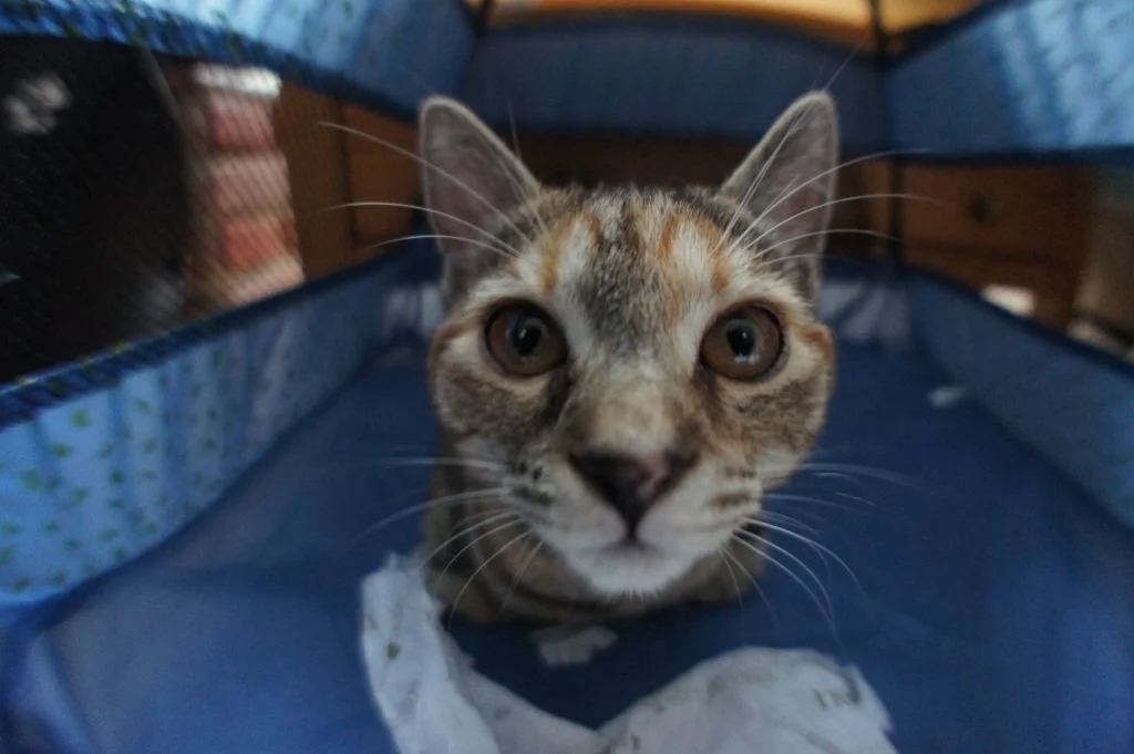 dsc02705k.webp