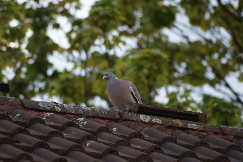 DSC03386.webp