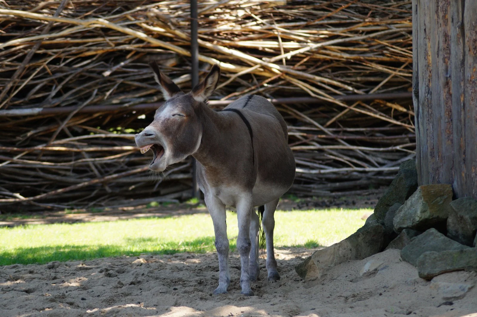 DSC03728.webp