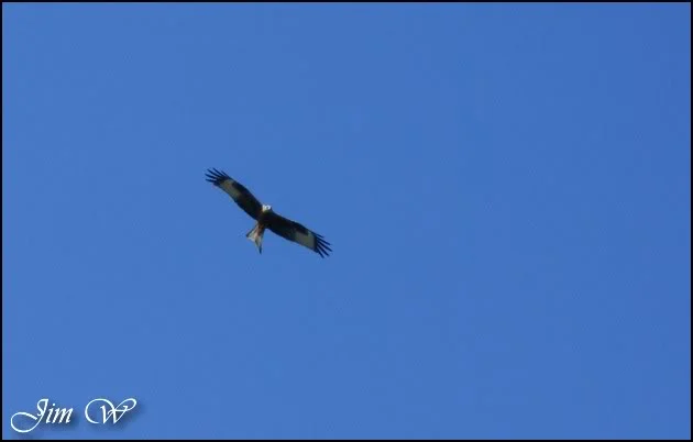 DSC06422wd.webp