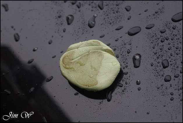 DSC09012wd.jpg DSC09012wd.jpg