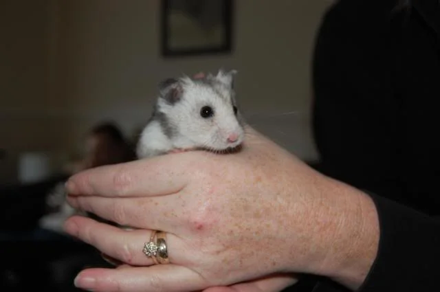 DSC_0004.webp