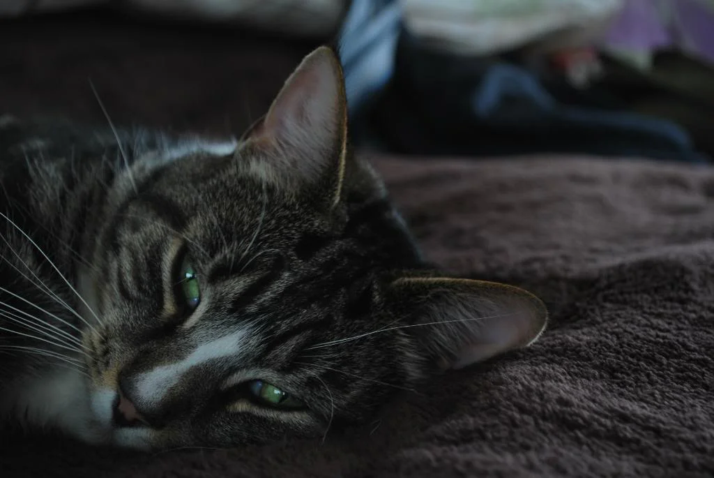DSC_0004.webp