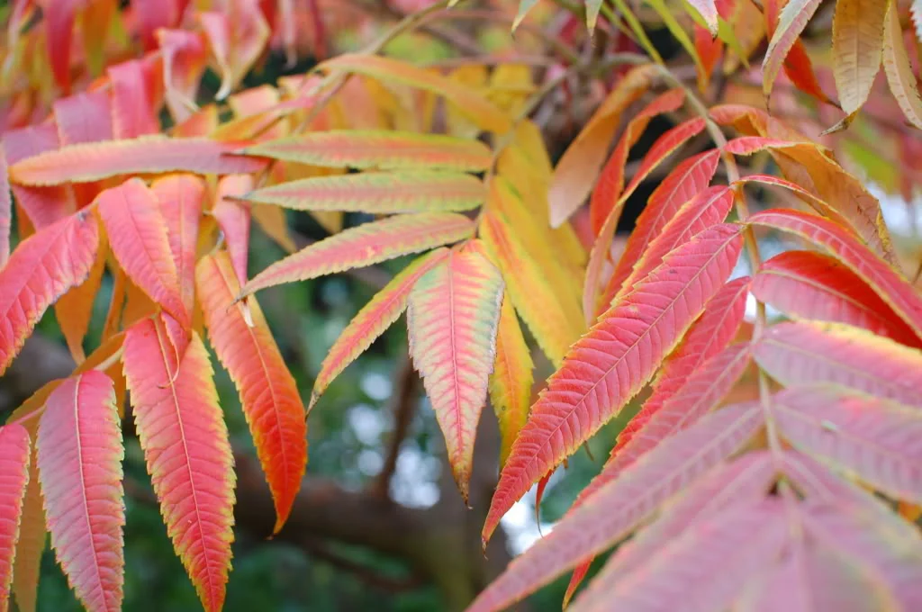 DSC_0007_2.webp