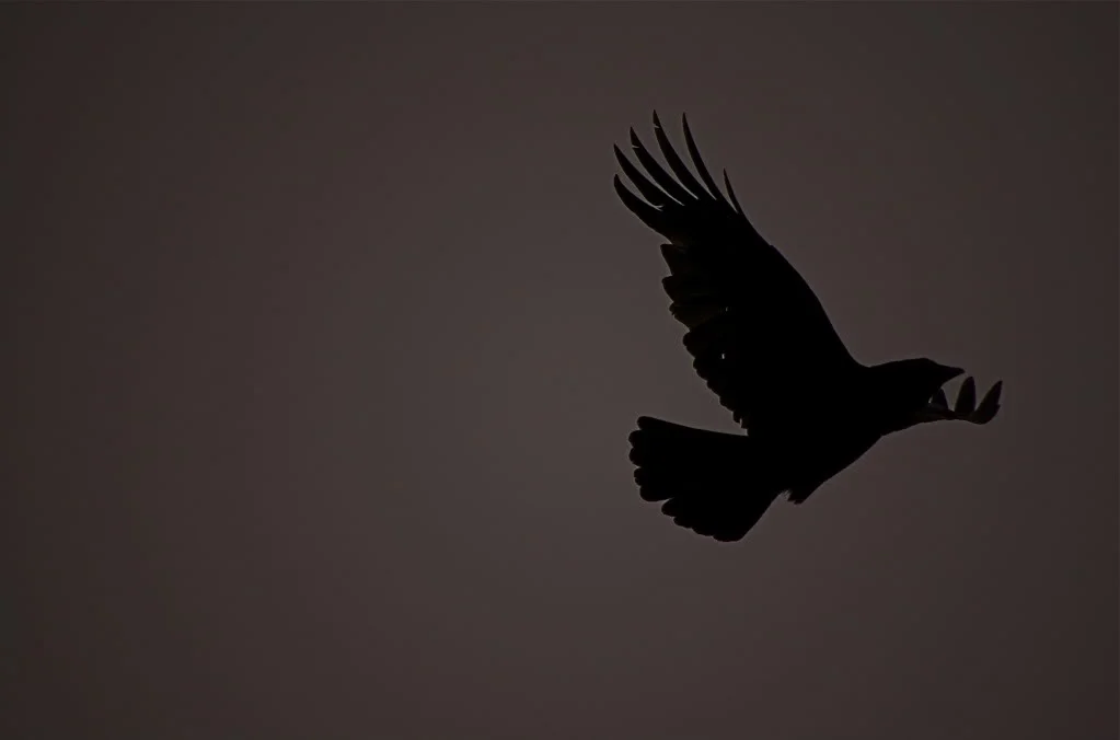 DSC_0009.webp